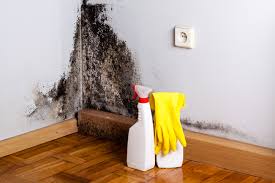 Best Mold Documentation for Insurance Claims  in North Hills, NY